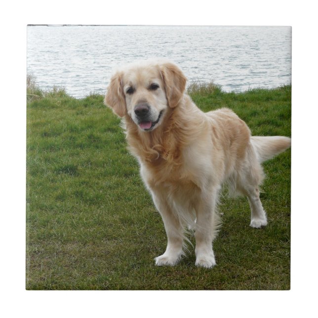 Carreau Beau Golden Retriever Dog Standing (Devant)