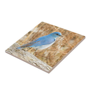 Carreau Beau oiseau bleu de montagne sur bois flotté de pl