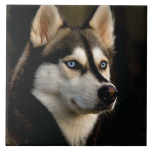 Carreau Beau Oreiller Husky Lrow