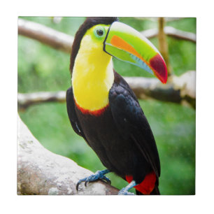 Carreau Beau toucan