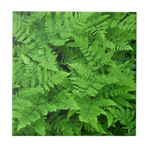 Carreau Beauté de fougères vertes  