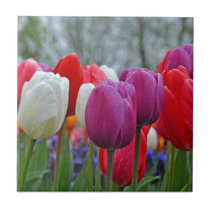 Carreau Beauté des tulipes colorées