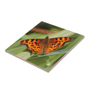 Carreau Beautiful Orange Satyr Comma Butterfly