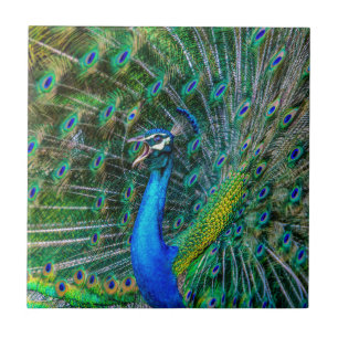 Carreau Beautiful Peacock avec son Tail Feathers Open