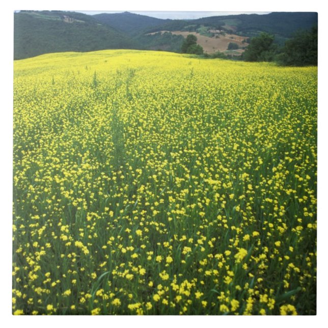 Carreau Beaux champs de fleurs jaunes de San (Devant)