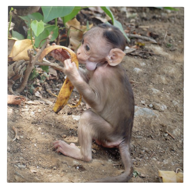 Carreau Bébé singe (Devant)