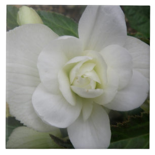 Carreau Belle Carnation blanche