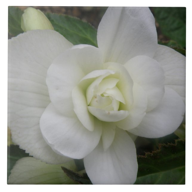 Carreau Belle Carnation blanche (Devant)