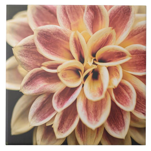 Carreau Belle Fleur Dahlia D'Été (Joli Art Floral) (Devant)