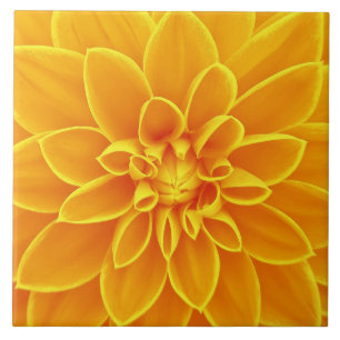 Carreau belle fleur jaune d'or de dahlia colorée