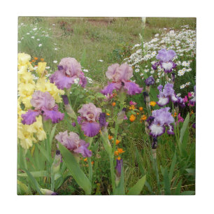 Carreau Belle Iris Fleur violet Fleur Photo
