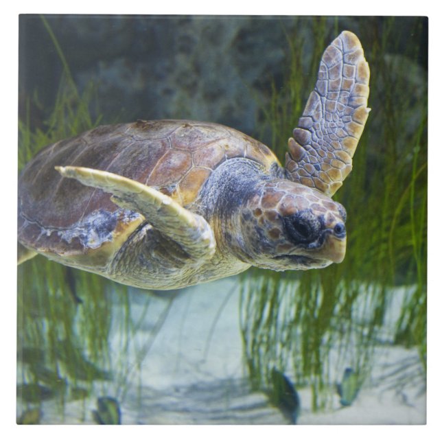 Carreau Belle natation de tortue marine (Devant)