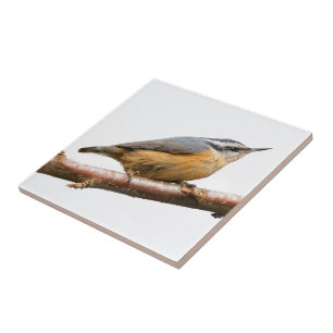 Carreau Belle Nuthatch à poitrine rouge sur une branche