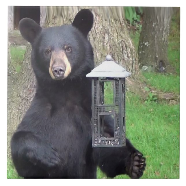 Carreau Belle Ours Noir (Devant)