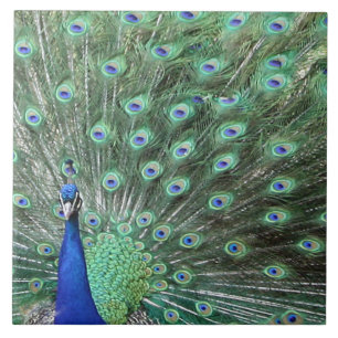 Carreau Belle Peacock Art Tile