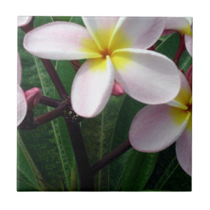 Carreau Belle Plumeria rose et jaune Carrelage de cuisine