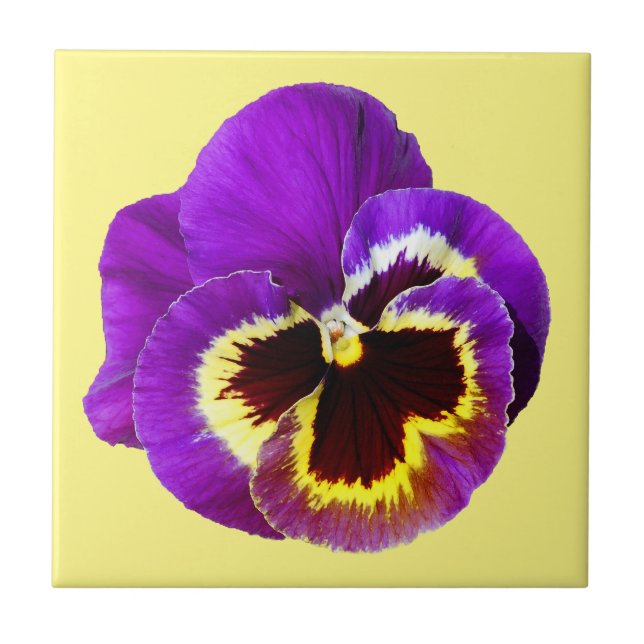 Carreau Belle sansy violet (Devant)
