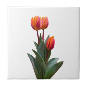 Carreau Belle Tulipe de Corail Carrelage en céramique