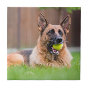 Carreau Berger Allemand Avec Bal De Tennis