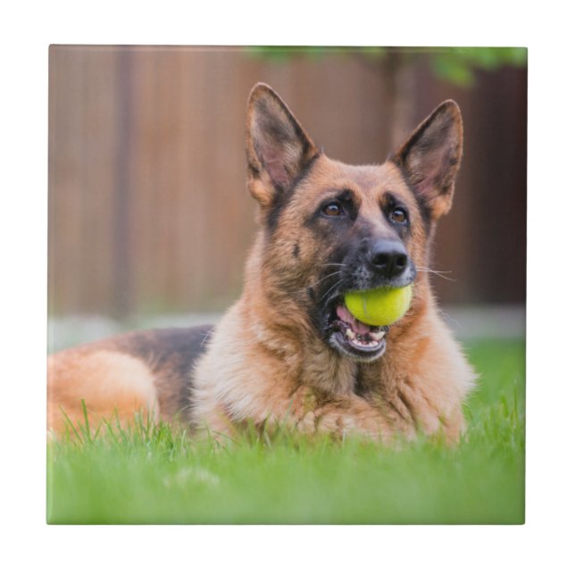 Carreau Berger Allemand Avec Bal De Tennis (Devant)