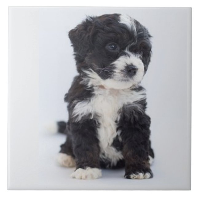Carreau BERNEDOODLE AMOUR, ANIMAL, Chien, Meilleur Ami (Devant)