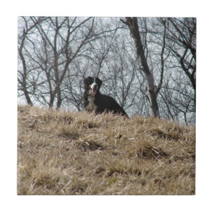 Carreau Bernese Mt. Dog