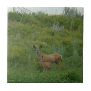 Carreau Biche et faon de cerf mulet D5