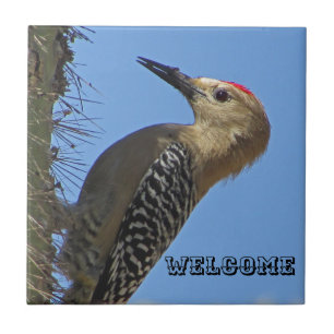 Carreau Bienvenue Gila Woodpecker Photo Southwest Bird