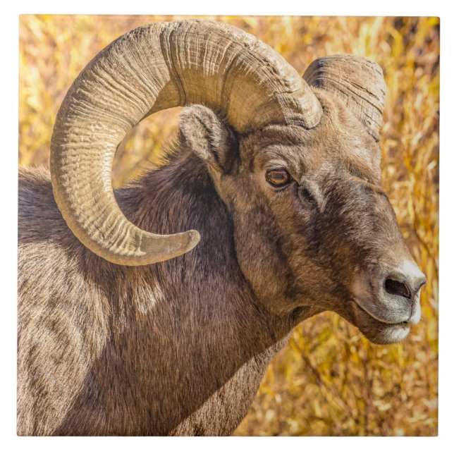 Carreau Big Horn Ram (Devant)