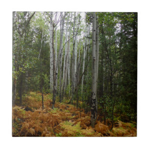 Carreau Birch Trees blancs et fougères d'automne à Rocky M