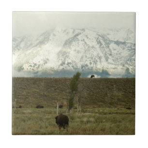 Carreau Bison à Grand Teton National Park Photographie