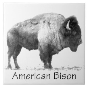 Carreau Bison américain