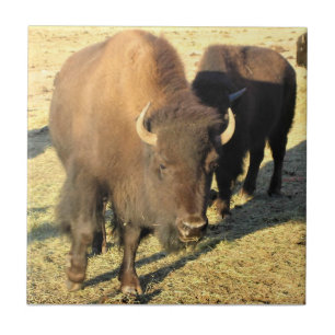 Carreau Bison dans le Colorado