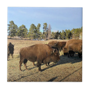 Carreau Bison dans le Colorado