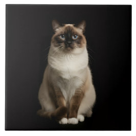 Carreau Black 4 Luxe Tile with Birmanese Cat