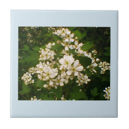 Carreau Blackberry Bloom