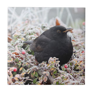 Carreau Blackbird d'hiver