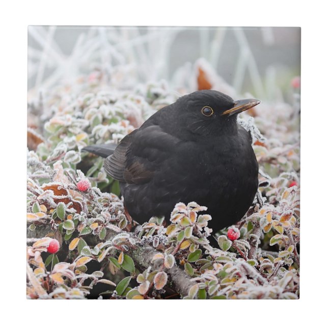 Carreau Blackbird d'hiver (Devant)