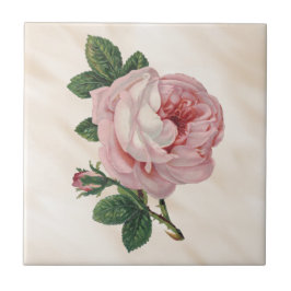 Carreau Blanc brumeux d'antiquité rose de satin de chou de