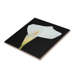 Carreau Blanc Calla Lily Jardin Fleur Jardin Photo