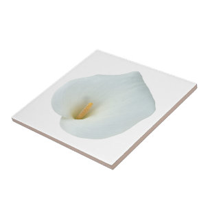 Carreau Blanc Calla Lily Jardin Fleur Jardin Photo