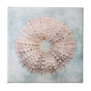 Carreau Bleu côtier et crèmes de pêche Mer détendue