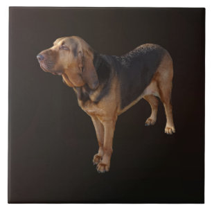 Carreau Bloodhound