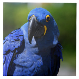 Carreau Blue Hyacinth Macaw