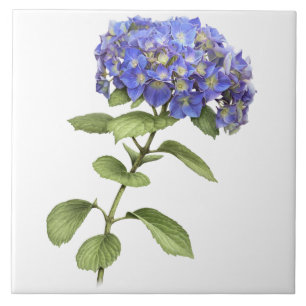 Carreau Blue Hydrangea Flower Botanical Art