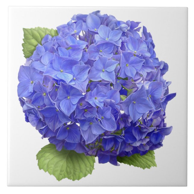 Carreau Blue Hydrangea Flower Botanical Art (Devant)