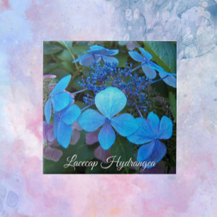Carreau Blue Lacecap Hydrangea Floral