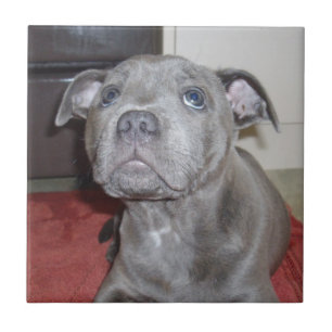 Carreau Blue Staffordshire Bull Terrier Puppy