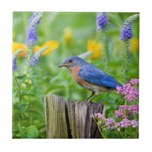 Carreau Bluebird peins on fence post in flower garden