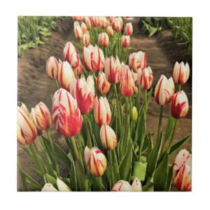 Carreau Bonne génération de tulipes